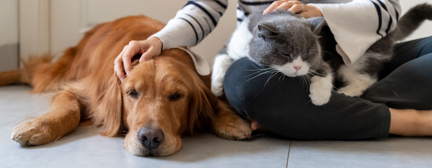 woman sitting on floor petting her dog and cat